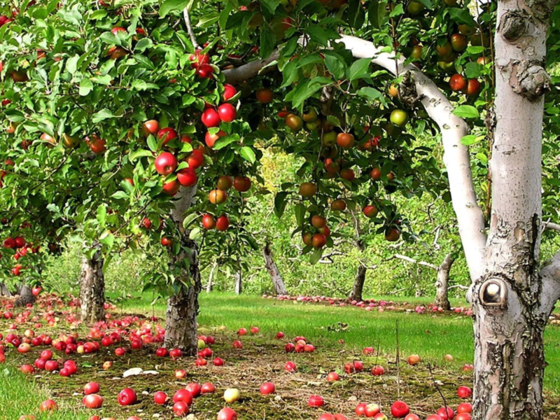 International students picking fruit in a Canadian orchard with free visa sponsorship